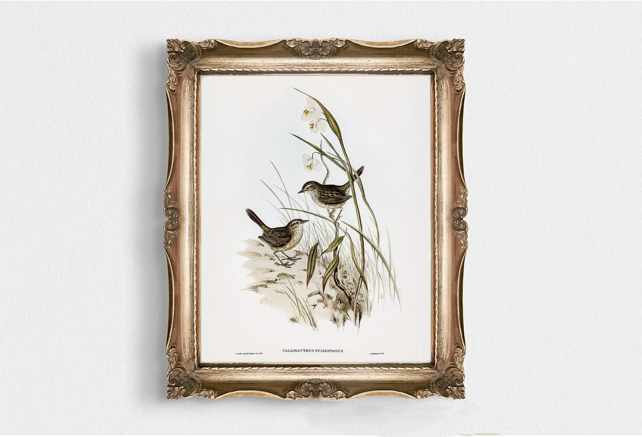 Vintage Bird Wall Art Print