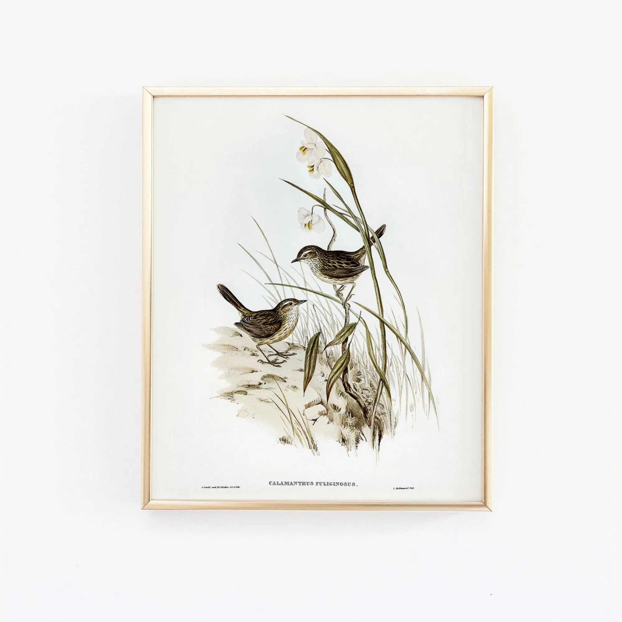 Vintage Bird Wall Art Print